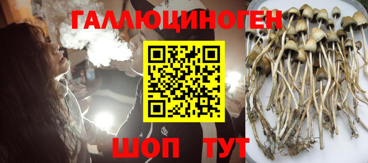 Екатеринбург  Галлюциногенные грибы Psilocybe  Вход с VPN 